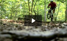 Celebrate Forests: The International Year of Forests 2011