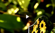 Take Action: Volunteer Rain Garden Planting