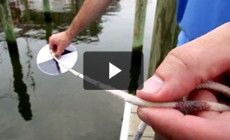 Bay 101: Water Clarity