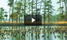 Bay 101: Winter Waterfowl