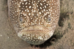 Small image of White dots on the fish's face sitting on a sandy bottom