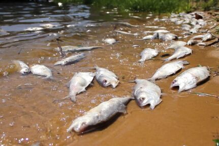 More than two dozen dead fish washed up on a shore.