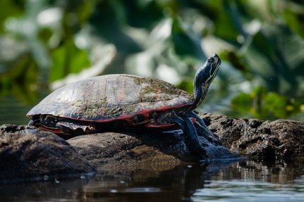 A turtle suns itself on a rock in a wetland.