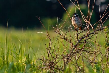 Bobwhite qual rests on a branch in a meadow.
