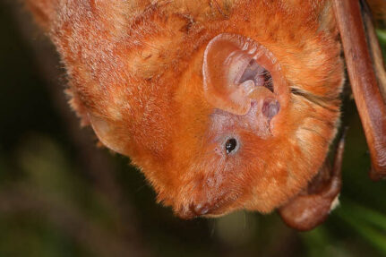 An osprey drops sticks off at its nest.