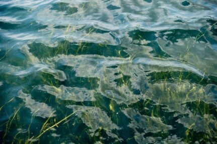 Seen from above, underwater grasses brush the surface of the water.