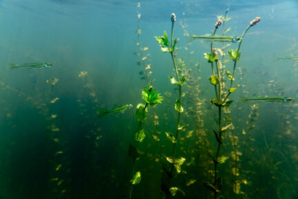 Several small fish swim near underwater grasses.