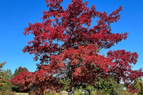 A full red oak tree in a colorful red.