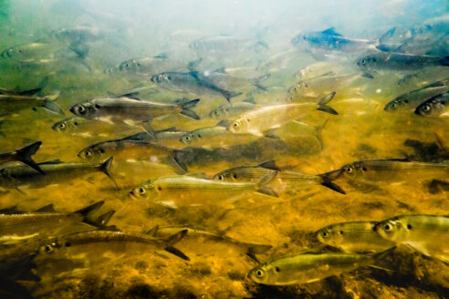 A group of silvery fish swim underwater.