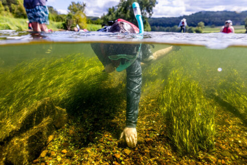 An individual is submerged underwater while snorkeling in a shallow river. Rocks and underwater grasses cover the bottom of the river. Above the waterline, trees cover the surrounding mountains.