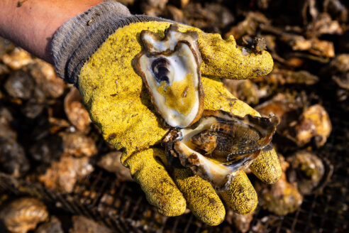 A gloved hand holds an open oyster that has eggs inside, along with a small fish. In the background are many oyster shells.
