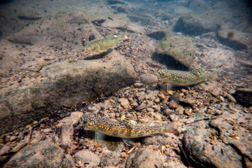 Brook trout and other fish rest at the bottom of a gravely stream.