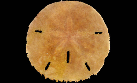 A reddish-brown sand dollar close up.