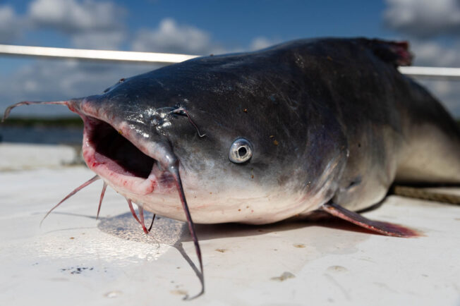 A large blue catfish rests on the deck of a boat.