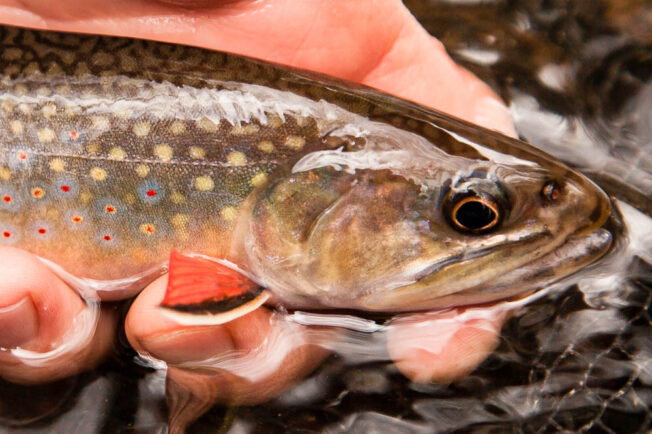 Hand holds an eastern brook trout.