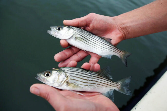 Two fish are held side by side and are a similar size.