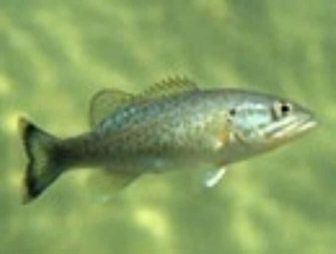 Intersex fish widespread in Potomac River basin