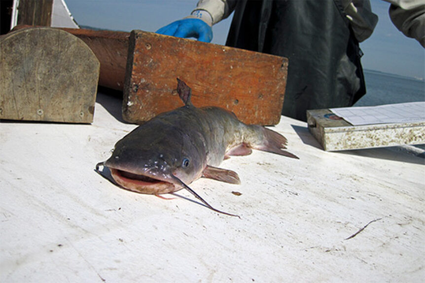 Understanding the threat of invasive catfish