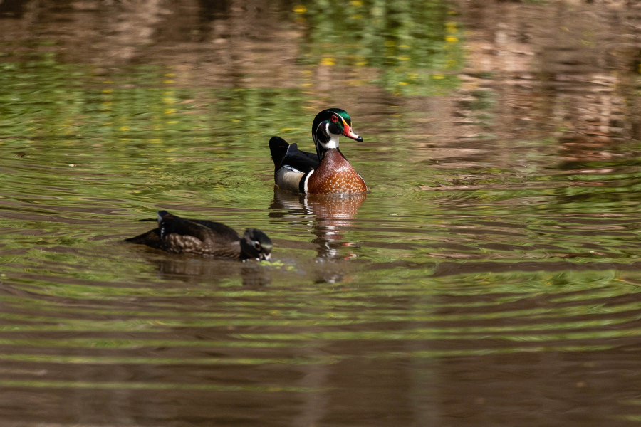 Two ducks swim in Rock Creek