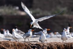 Small image of Royal tern lands on platform where other terns are.
