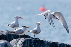 Small image of Royal terns sits on rocks with one taking off flying.