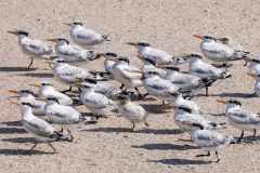 Small image of Several juvenile royal terns stand on the sand.