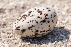 Small image of A royal tern egg sits in the sand.