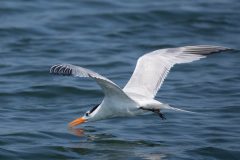 Small image of Royal tern flies low over the water with his beak open.