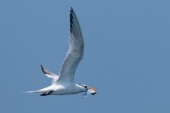 Small image of Royal tern flies through the air with a fish in its mouth.