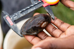 Small image of Hand holds an alewife floater up to a measurement device.