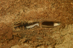 Small image of Alewife floater shell tucked into sandy bottom.