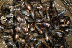 Small image of A group of dark alewife floaters sit in a muddy bucket.