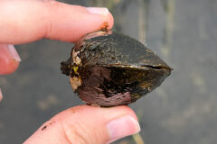Small image of Hand holds an alewife floater that's dark with cream-colored spots.