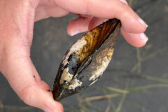 Small image of Hand holds an alewife floater that's dark with cream-colored spots.