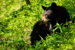Small image of Sunlight dapples the brown face of an American black bear resting on a hillside lush with vegetation.