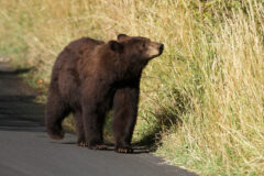 Small image of An American black bear pauses his walk to smell vegetation growing along the roadside.