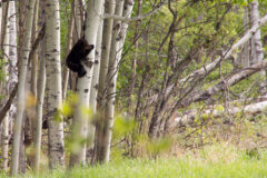 Small image of An American black bear cub has climbed halfway up a tree, gripping the tree's trunk and looking out from the forest's edge.