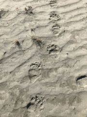 Small image of The footprints of an American black bear stretch across a flat, sandy beach, showing evidence of the bear's five toes on its front and back feet.