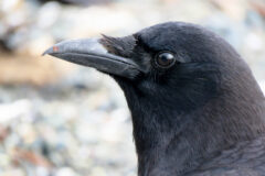 Small image of A close-up of an American crow and its all black coloring and straight bill.