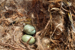 Small image of Two light blue spotted American crow eggs are tucked into a nest.