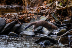 Small image of An American mink leaps from rock to rock across a shallow stream, its long body outstretched as it crosses the water.