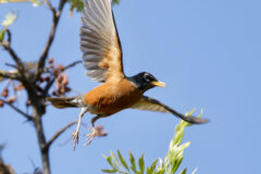 Small image of An American robin can be seen spreading its wings and taking flight.