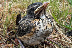 Small image of A close up of a juvenile American robin perched in the grass.
