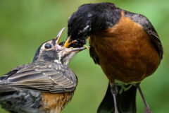 Small image of An adult American robin feeds a juvenile by placing a berry directly in its mouth.