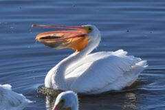 Small image of A white pelican captures a fish in its beak.