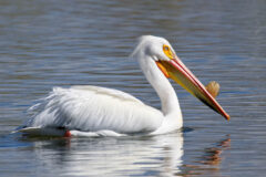 Small image of A white pelican swims in the water.