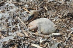 Small image of A juvenile white pelican with no feathers lays among gravel.