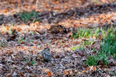 Small image of An American woodcock camouflages in the brown ground.