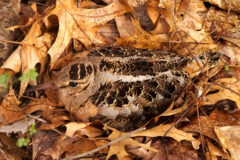 Small image of A female American woodcock blends in to the leaf-covered ground.