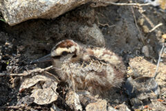 Small image of A juvenile American woodcock basks against a dull gray ground.